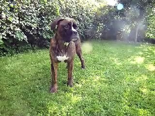 The American Bulldog / Cane Corso Mix; Hannibal.