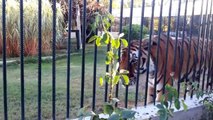 Siberian Tiger - Sibirya Kaplanı (Istanbul Darıca Zoo)