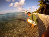 Petting Valerie the Nurse Shark at Apataki, Tuamotus, French Polynesia