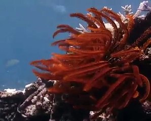 Vangelis - Song Of The Seas