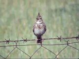 Crested Lark