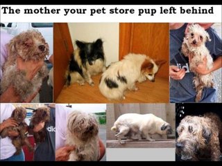 Adopt, don't shop.. Sad truth of the puppy mills