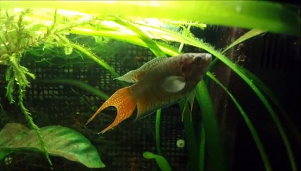 Feeding Fish Bloodworms