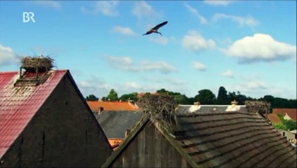 Die fantastische Reise der Vögel  - Europa (2 von 3)