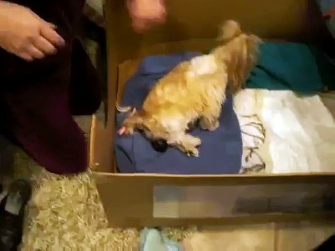 Dog birth Miko the Shih Tzu giving birth to Shorkies video 1