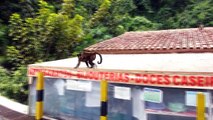 Cute Monkeys in Brazi - Baby monkey on mom´s back! -  Poços de Caldas - MG