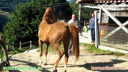 Proceso de doma de yegua cerril