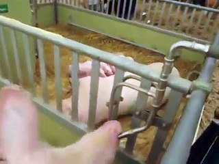 Suckling piglets