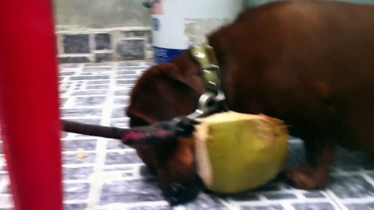 dog eat coconut 2015