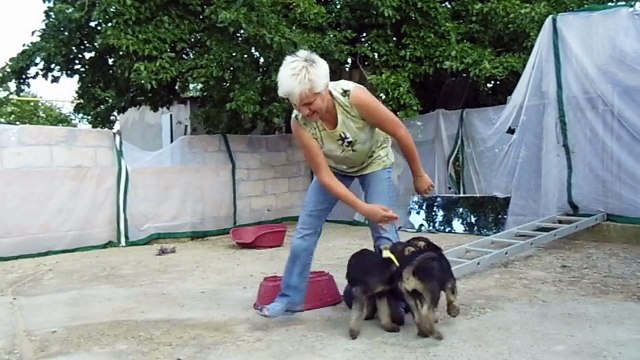 Щенки ризеншнауцера окраса перец с солью. Altegos N2 - помёт. Нам 2 месяца!