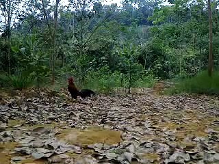 Pikat Ayam Hutan...E5
