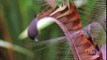 Lyre Bird Mimicking Humans