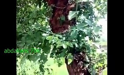 (2) ‫Abdalians 786 - ایک درخت سے چشمہ پھوٹ پڑا ‬