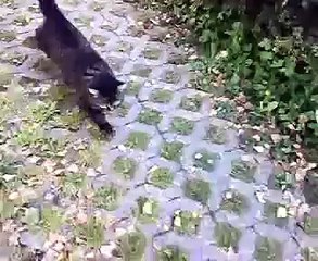 Lustig von Katze verfolgt