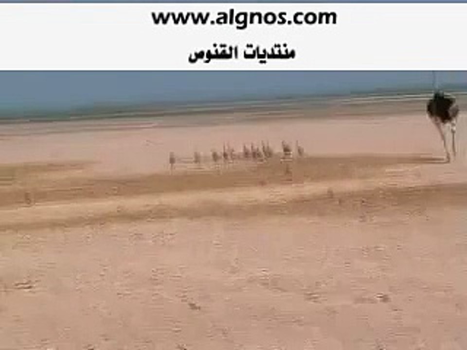 مقطع طرد فروخ النعام