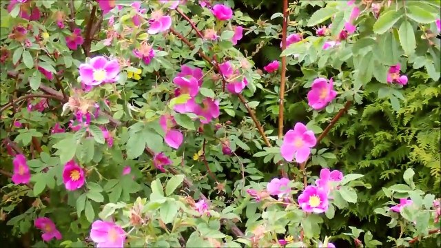 Ein kl. Rundgang durch meine duftende Oase der Ruhe ! (Juni ´15 )