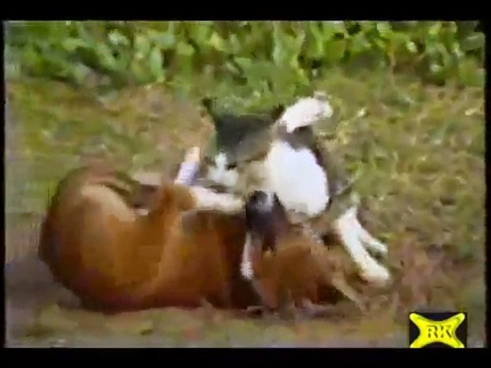 Wrestling Katz und Hund