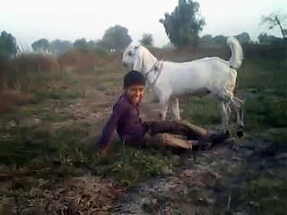 Rehman Goat Sexjunaid 3gp Video Dailymotion 5397