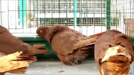 French Mondain  Fancy Pigeon