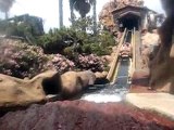 Timber Mountain Log Ride POV (Knotts Berry Farm)