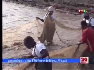 Aquaculture : visite FAO ferme de Diama,St Louis