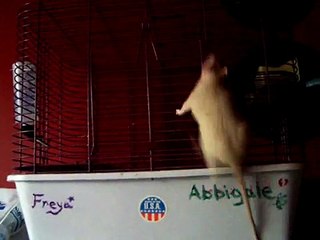 Abbigale the Monkey Rat