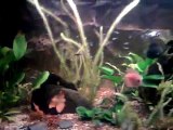 ACUARIO TROPICAL 200 Litros. discos, escalares, neones, gurami, plantas... etc...