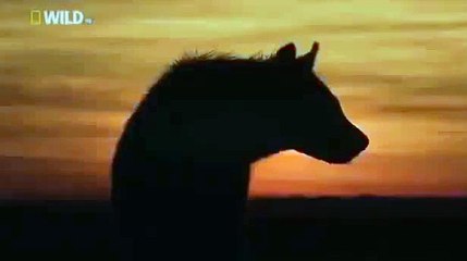 Discovery Channel: Animal Plant HD Discovery Video