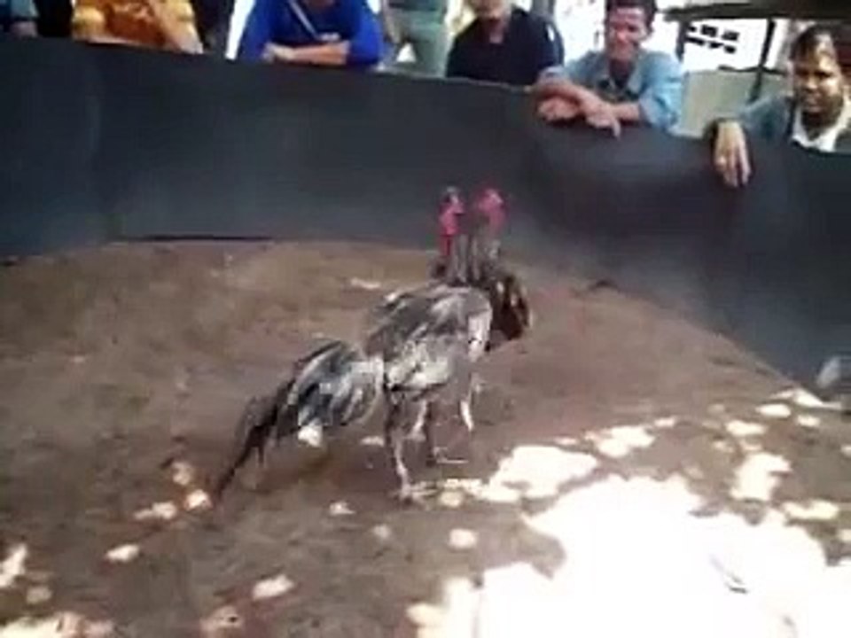 แจ้หวายตีไก่ตาย