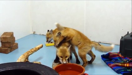 Red Fox Kits