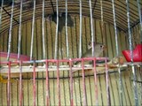 MIS BENGALI (ZEBRA FINCHES, DIAMANTE MANDARIN) EL MAS HERMOSO CANTO DE UN MACHO