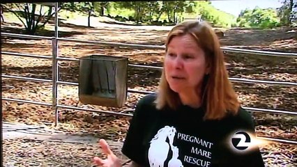 One California Woman Struggling To Save Pregnant Mares From Slaughter