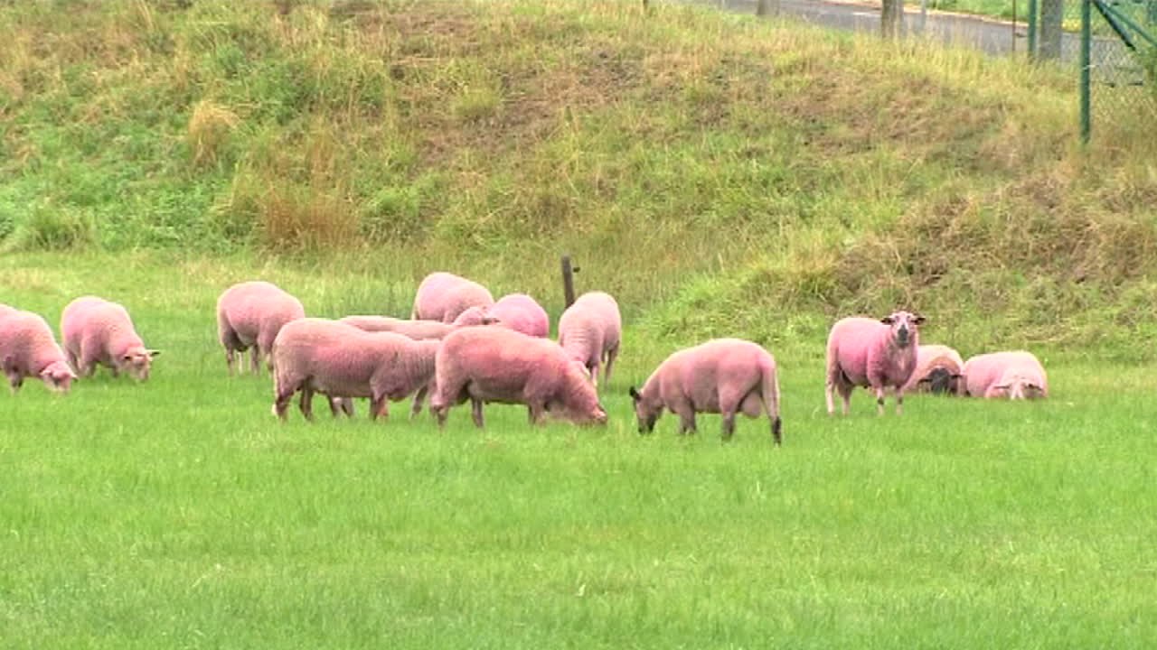 Belgien: Eine ganzes Dorf ist auf einmal pink gefärbt. Warum?