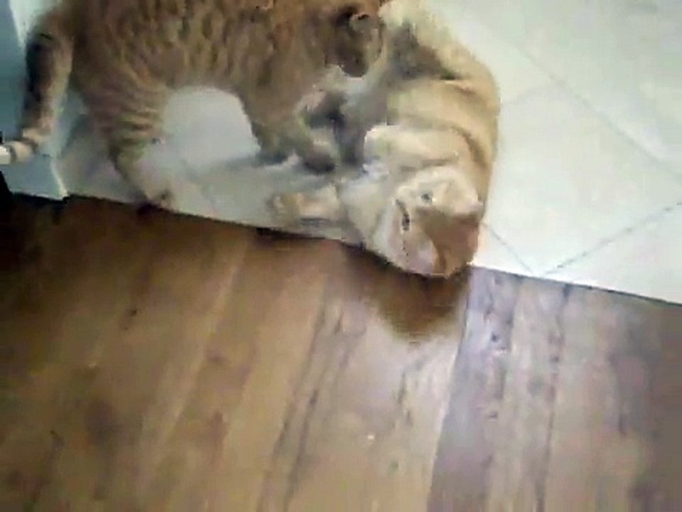 Roxi et Rex mes 2 chats trop beaux