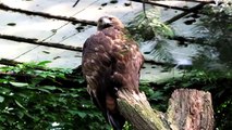 Aguila Real - Aquila Chrysaetos - Animales Salvajes Y Domesticos - Naturaleza Viva En Movimiento HD