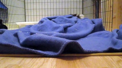 Mini pig quacks like a duck