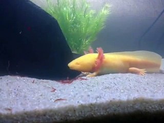 Zalth the axolotl eating