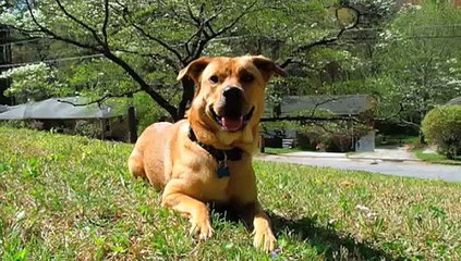 R.I.P. - Reggae - Best Dog EVER