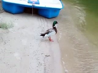 Mallard duck flying away!