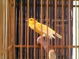 burung kenari, canary, (Serinus Canaria)