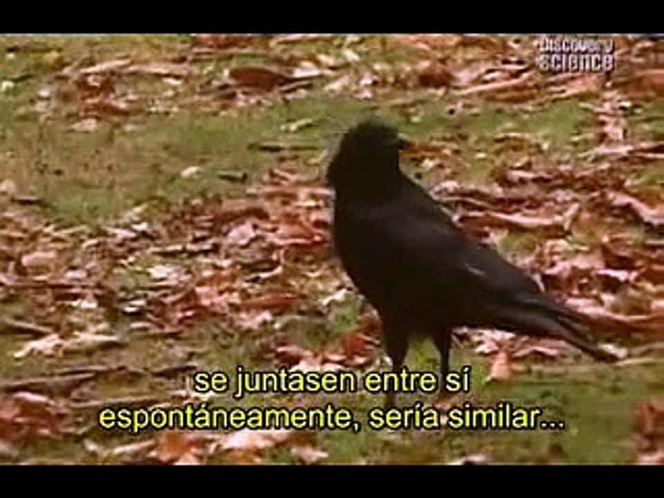 Richard Dawkins - ¿Por qué estamos aquí? (completo)