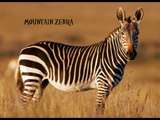 African Animal Adaptations