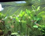 Feeding live brine shrimp to gouramis, tetras and other fish in jungle style aquarium