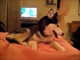 Cute dogs waking up owners - Funny dog compilation - TeSLa