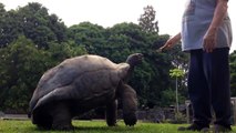 Oliver Giant male Aldabra Tortoise 26 years old.