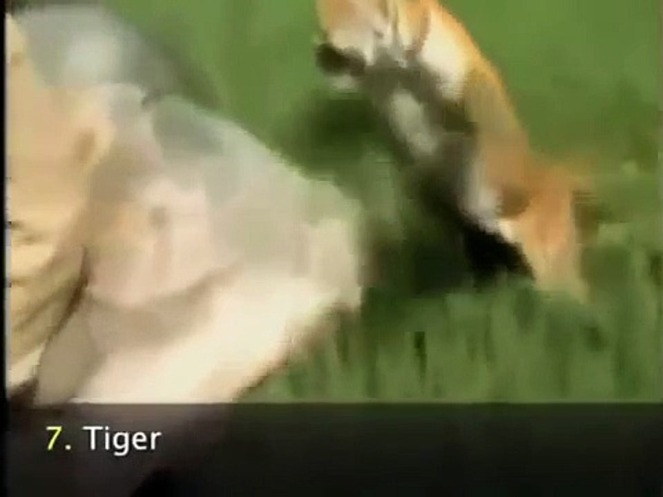 Animal attack human death animal attacks caught on tape animals attack humans