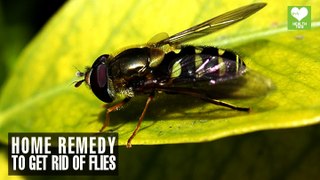 Home Remedies To Get Rid Of Flies | Health Tips | Educational Video
