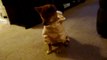 Shiba Inu in pig costume-  Katsu Tonkatsu dressed as a piggy