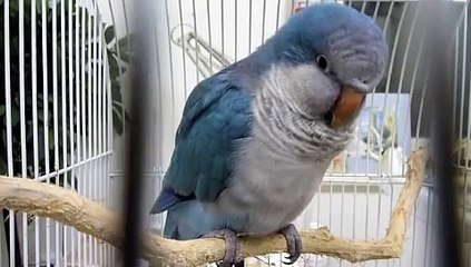 Quaker Parrot Blue Bird Sick #1 211010