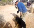 dog training-تدريب كلاب